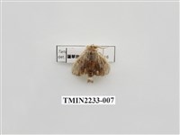 藏品(褐脈舟蛾)的圖片